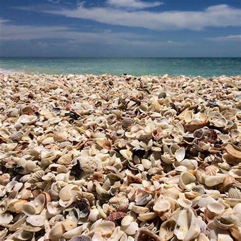 #25 best value of 50 sanibel island beach hotels. Sanibel Island Vacation Rentals | Royal Shell