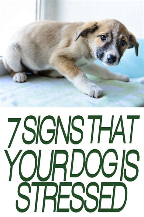 7 Signs To Recognize That Your Dog Is Stressed Dog Stress Dogs Your Dog