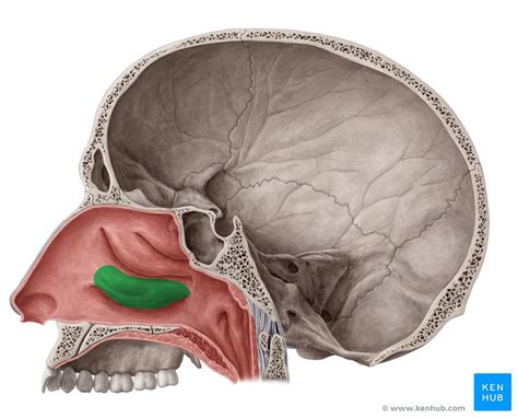 Inferior Nasal Concha Anatomy Definition Development Kenhub