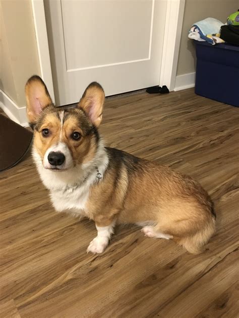 Pure breed corgi puppies for sale all are vet checked & come with 1 year health guarantee. Corgi Puppies For Sale | Golden Valley, MN #302899