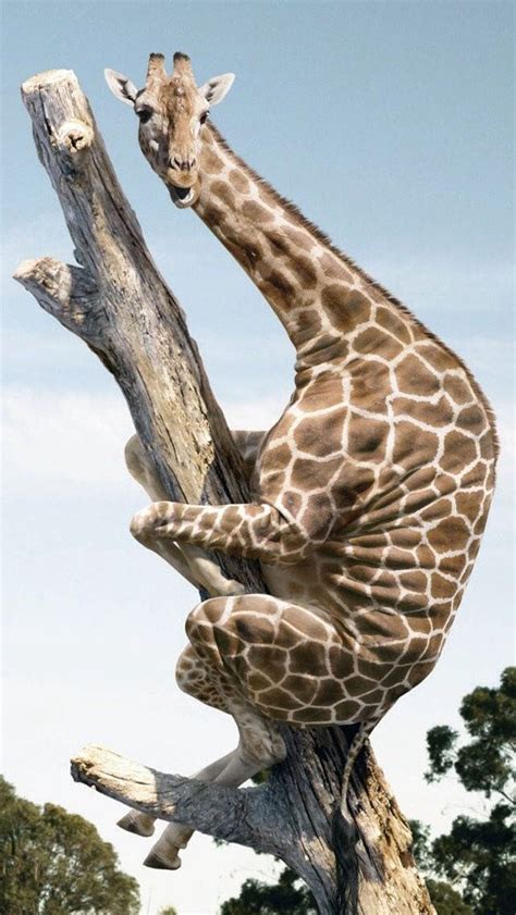 Funny Gerraffe Trying To Climb A Tree Funny Giraffe Pictures Giraffe