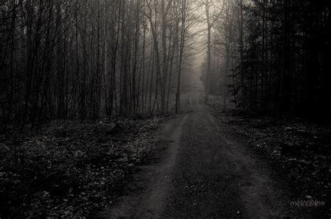 Themes Lonely Path Lonely Woods Gloomy Atmosphere Photography