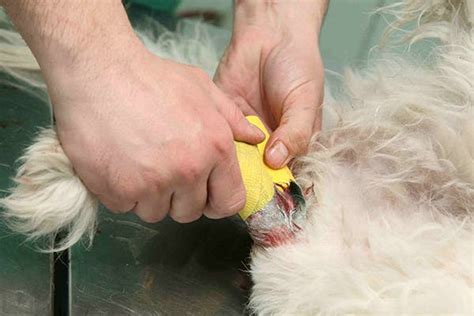 How To Treat Dog Wounds On Leg