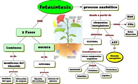 Diagrama De La Fotosíntesis ¡descarga And Ayuda 2021