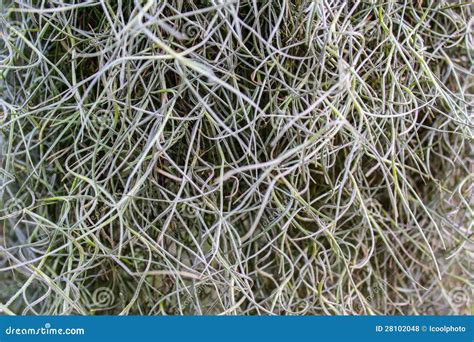 Close Up Spanish Moss Stock Photo Image Of Mystical 28102048