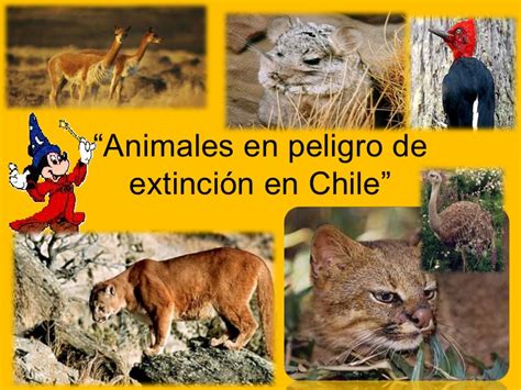 Maybe you would like to learn more about one of these? Ppt animales en peligro de extinción en chile