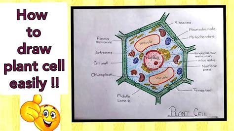 How To Draw Plant Cell Diagram Plant Cell Ko Easily Kaise Draw Kare