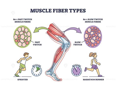 Muscle Fiber Types With Fast And Slow Twitch Fibers Anatomy Outline
