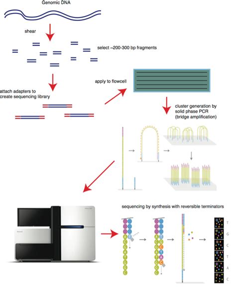 Dna Sequencing How To Choose The Right Technology