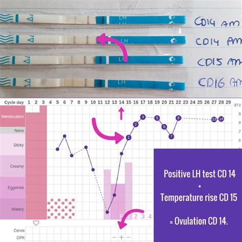 Around eight days after ovulation, trace levels of hcg can be detected from an early pregnancy. How to use cheap ovulation tests: LH strips | Ingefleur ...