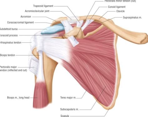 Posterior Muscles And Ligaments Of The Shoulder Girdle Anatomy