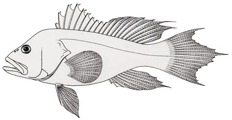 Detailed Fish Coloring Pages - Coloring Home
