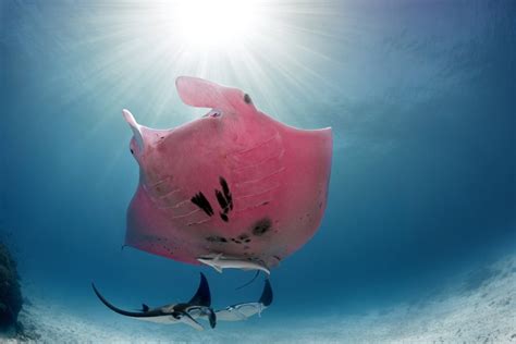 Worlds Only Pink Manta Ray Spotted Swimming Off The Great Barrier Reef