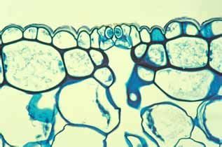 The idea for the describing words engine came when i was building the engine for related. The stem epidermis of Lepismium, like that of all cacti ...