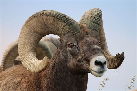 Sheep Bighorn Badlands Rams Ram Horns Wildlife Animal Themes