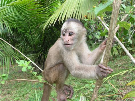 Fileamazon Monkey Wikimedia Commons