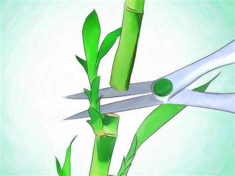 Propagating lucky bamboo in water seems to be difficult, but in this video, i successfully propagated lucky bamboo plant in water. 3 Ways to Grow Lucky Bamboo - wikiHow