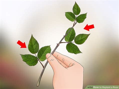 How To Replant A Rose With Pictures Wikihow
