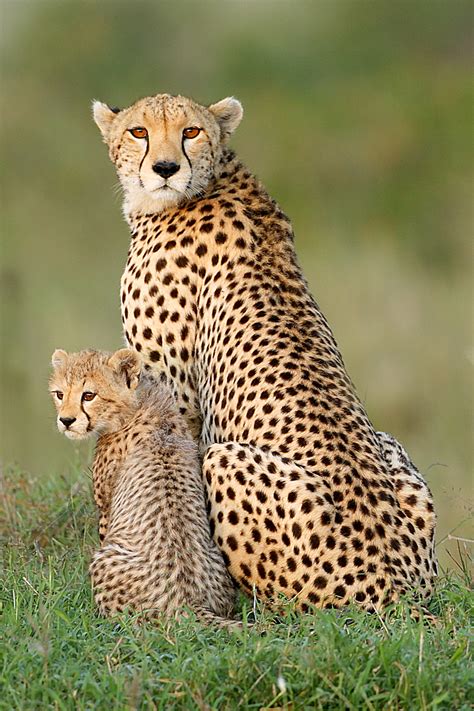 Top Flight Nature Photography Photographing African Wildlife With