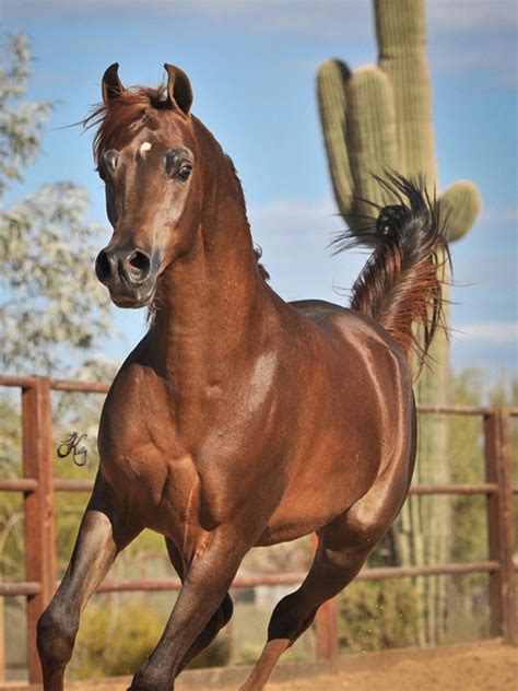 Ajmani Arabian Horses Of Stonewall Farm