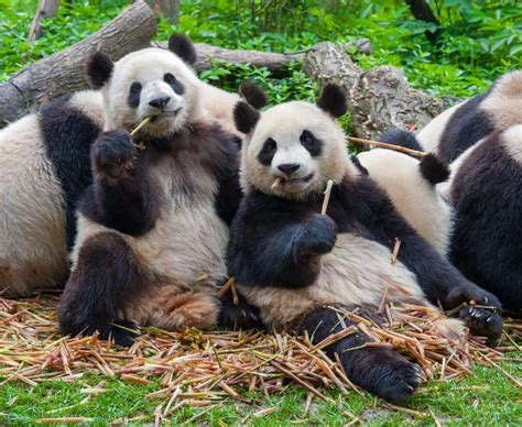 Fun Panda Facts With Pictures Readers Digest
