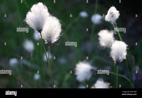 Close Up Of Backlit Common Cotton Grass Eriophorum Angustifolium