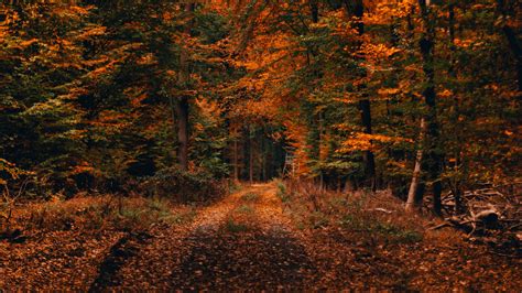 Download Wallpaper 3840x2160 Forest Path Autumn Foliage Fallen Trees Autumn Landscape 4k