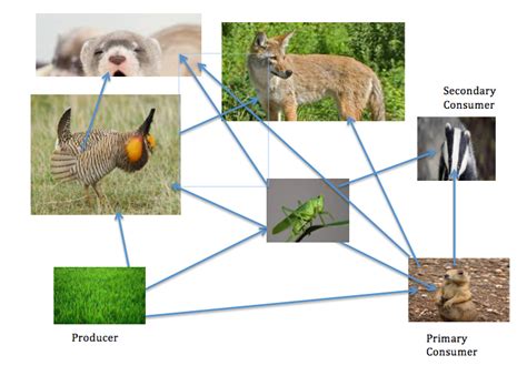 We did not find results for: Food Chains/ Webs and Energy Pyramid - Temperate Grassland