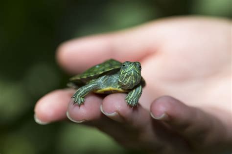 Speckled padloper tortoises are the smallest tortoises in the world and they also have a very unique appearance. Pet Turtles That Stay Small and Look Cute Forever - Pet Ponder