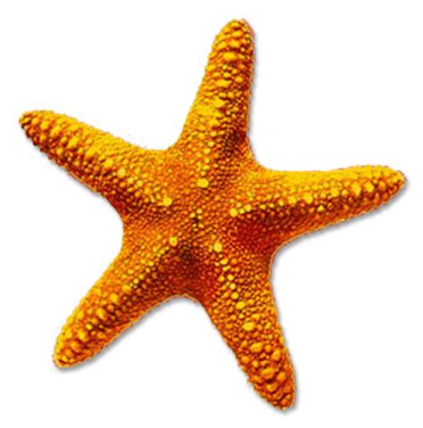 Estrella De Mar Dibujo Mar Imagen Png Imagen Transparente Descarga