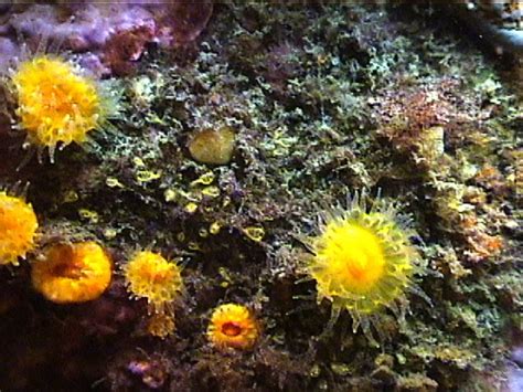 Balanophyllia Elegans Orange Cup Coralthe Race Rocks Taxonomy Race