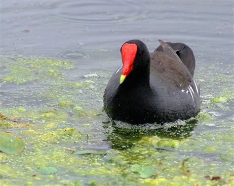 Red Beak Duck Spent Sunday At Brazos Bend State Park Wild Flickr