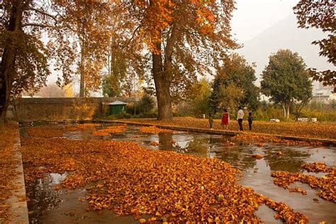 Autumn Scenes In Kashmir Photos And Premium High Res Pictures Autumn