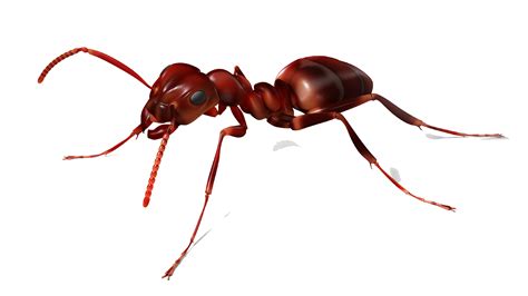 Vector Ant PNG Photos PNG Mart