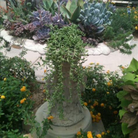 It won't kill you, but you won't want to do it again. Bird bath cactus planter. | Cactus planter, Flower garden ...