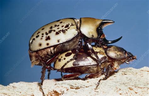 Mating Hercules Beetles Stock Image Z3300316 Science Photo Library