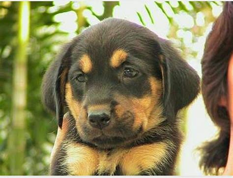 Check spelling or type a new query. black and tan puppy