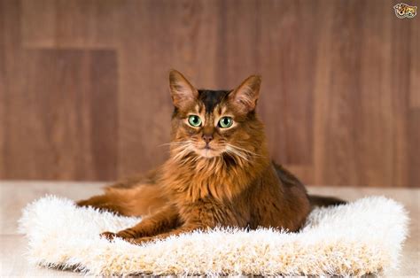 Somali Cat Breed Facts Highlights And Buying Advice
