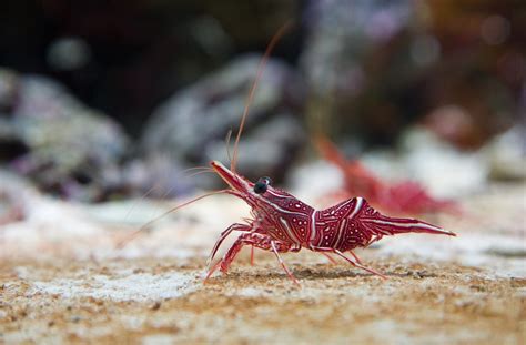 12 Saltwater Shrimp Species For Reef Tanks Build Your Aquarium Trend Repository