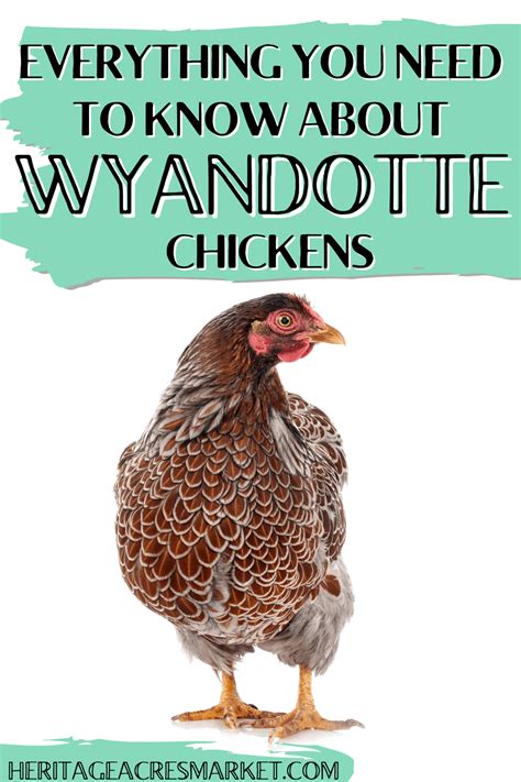 Wyandotte Chickens All You Need To Know Artofit