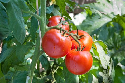 Pruning Your Tomato Plants Allows For A Healthier Crop