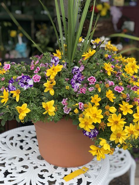 Lovely Patio Pots Of Flowers By Achin Back Garden Center