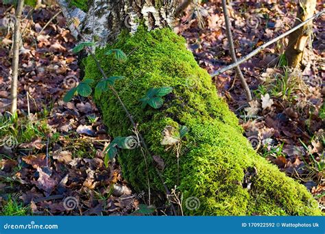 Fallen Tree With Green Moss Growing On Trunk Stock Photo Image Of
