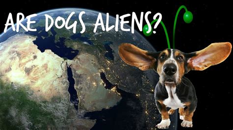 Are Dogs Aliens Conspiracy Theory Youtube
