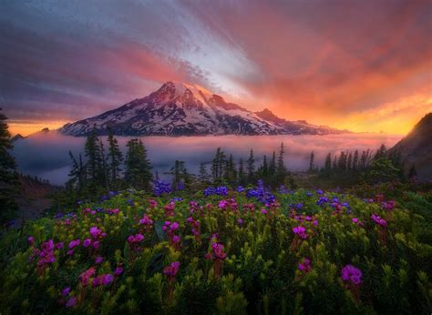 Download Fog Glow Washington Cascade Range Mountain Landscape Flower