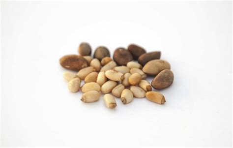 People who eat pine nuts and tree nuts have a lower body weight, body mass index (bmi), and smaller waist circumference than those who don't, according to pine nuts are easy to consume raw. How to Roast Unshelled Pine Nuts | Edible Phoenix