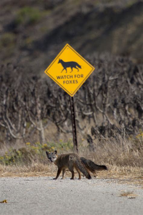Island Conservation Island Foxes Shed Endangered Status Island