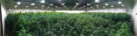 A Step By Step Guide To Indoor Cannabis Cultivation