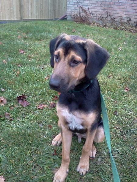 We did not find results for: black and tan coonhound photo | Black and Tan Coonhound ...