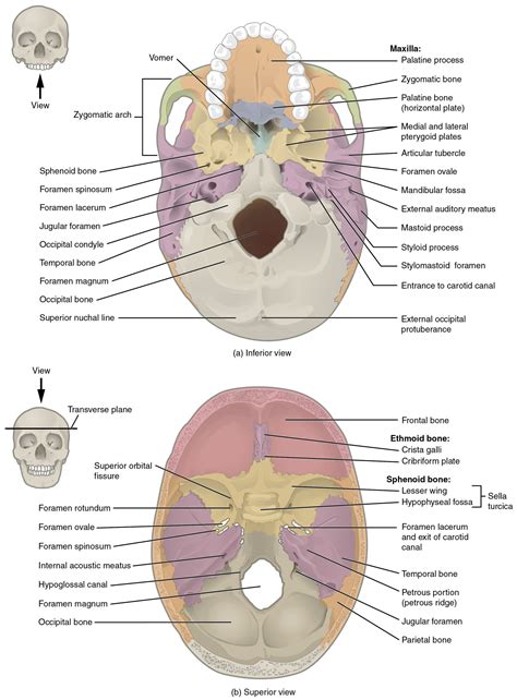 Module 23 Skull And Muscles Of The Face Anatomy 337 Ereader